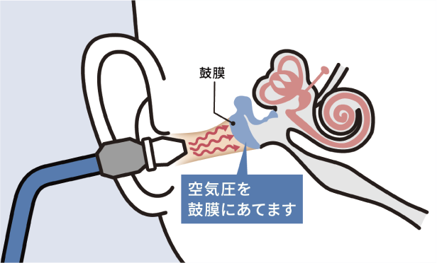 耳の構造