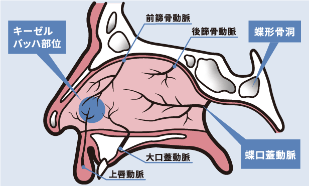 鼻血の原因と仕組み