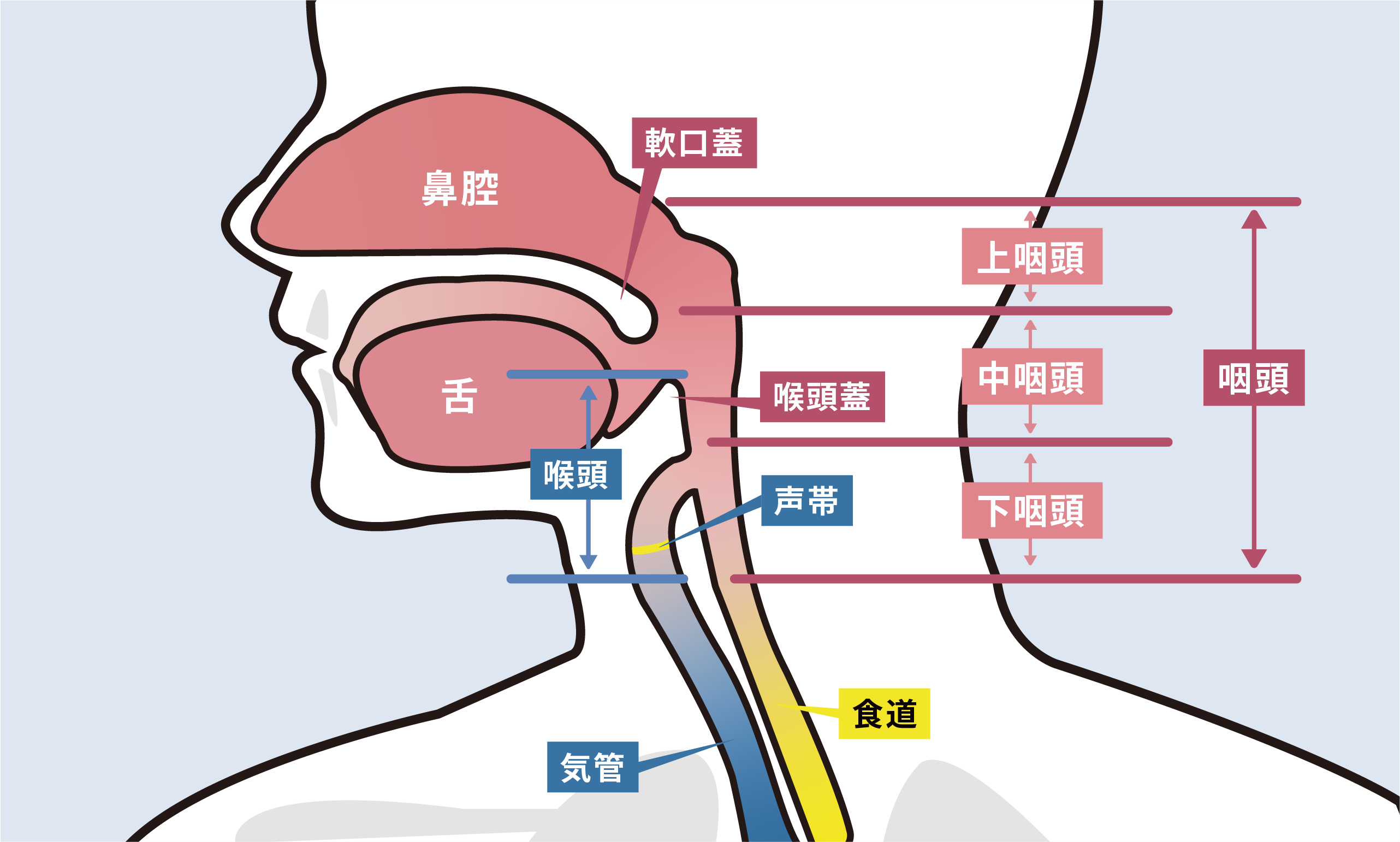 嚥下機能イメージ