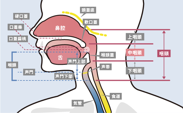 中咽頭がんイメージ