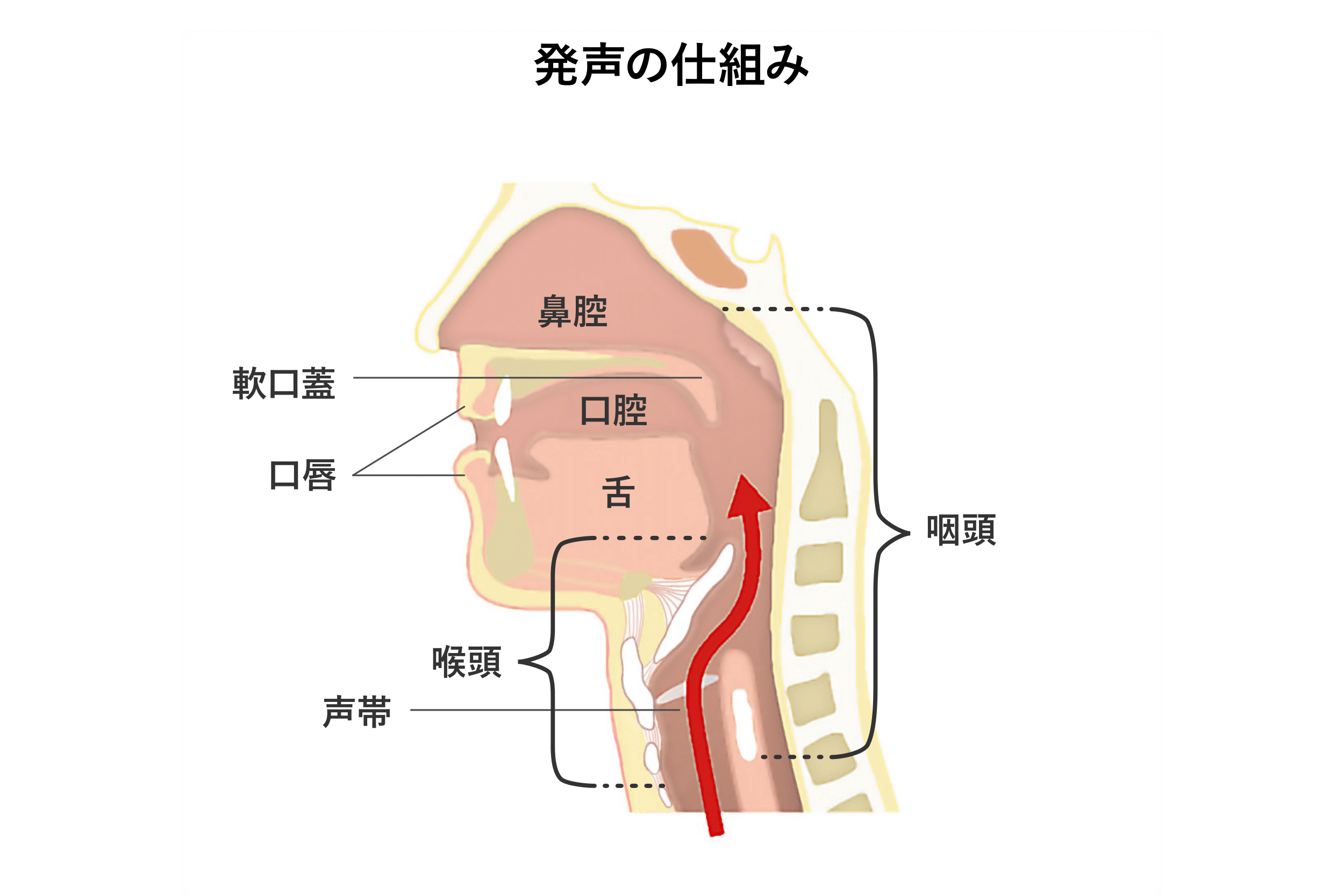 発声図解 – 発声の仕組み イラスト – QGDTMR