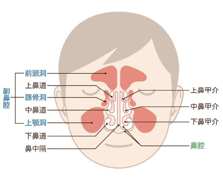 鼻腔がん・副鼻腔がんのイラスト