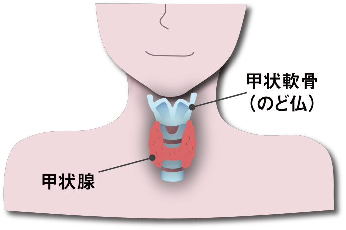 甲状腺のイラスト