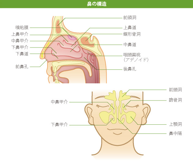 鼻の構造