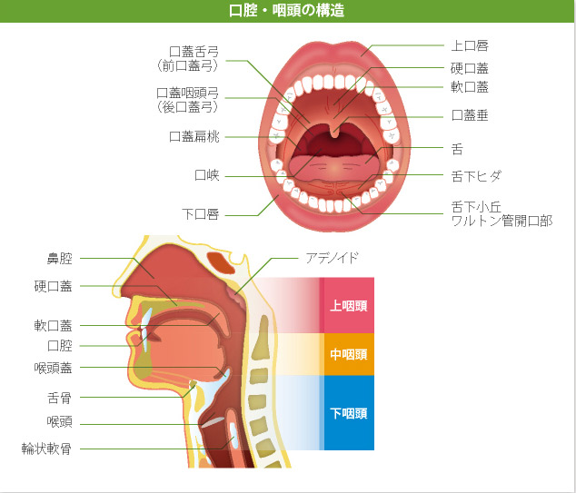 口腔・咽頭の構造