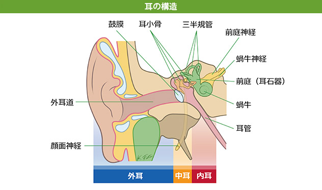 耳の構造