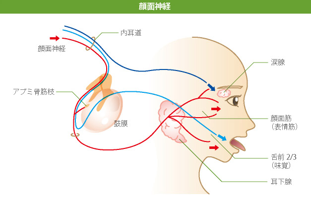 顔面神経