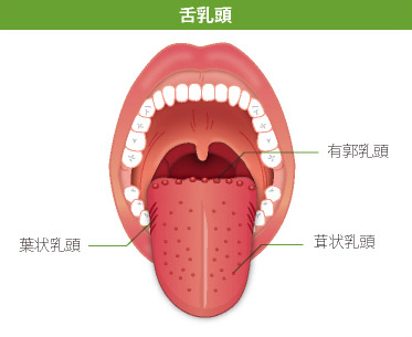 舌乳頭（ぜつにゅうとう）