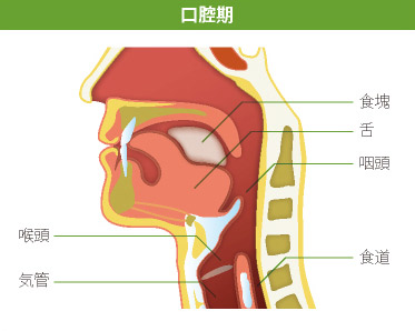 口腔期