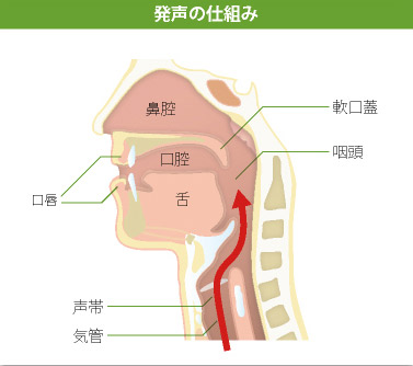 発声の仕組み