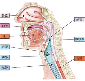 鼻腔、口腔、舌、咽頭、喉頭蓋、喉頭、声帯、気管、食道