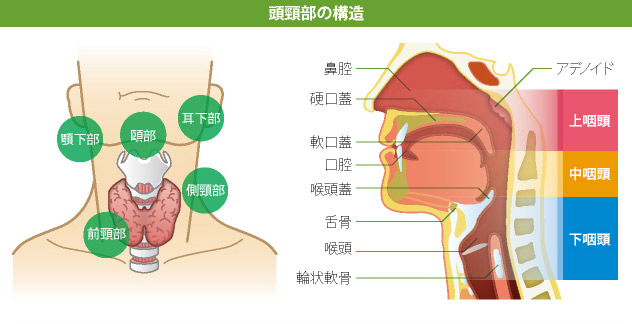 頭頸部の構造